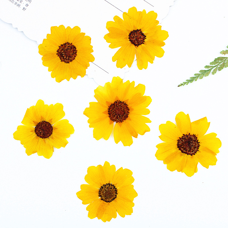 Resin Art Photo Frame - 24pcs,Natural Chrysanthemum Real Pressed Flower for