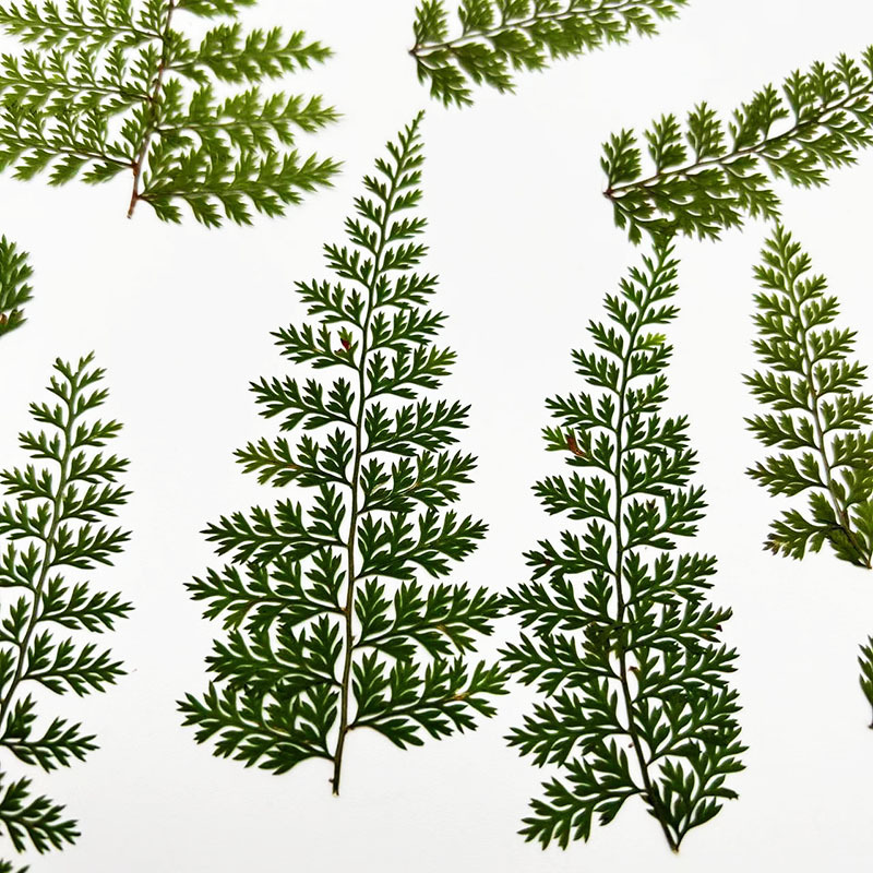 Resin Art Photo Frame - 100Pcs Natural Rain Fern Leaf Specimens,