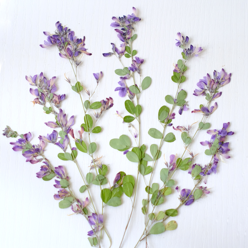 6pcs,nature Lespedeza Formosa  - Resin Art Photo Frame review and price