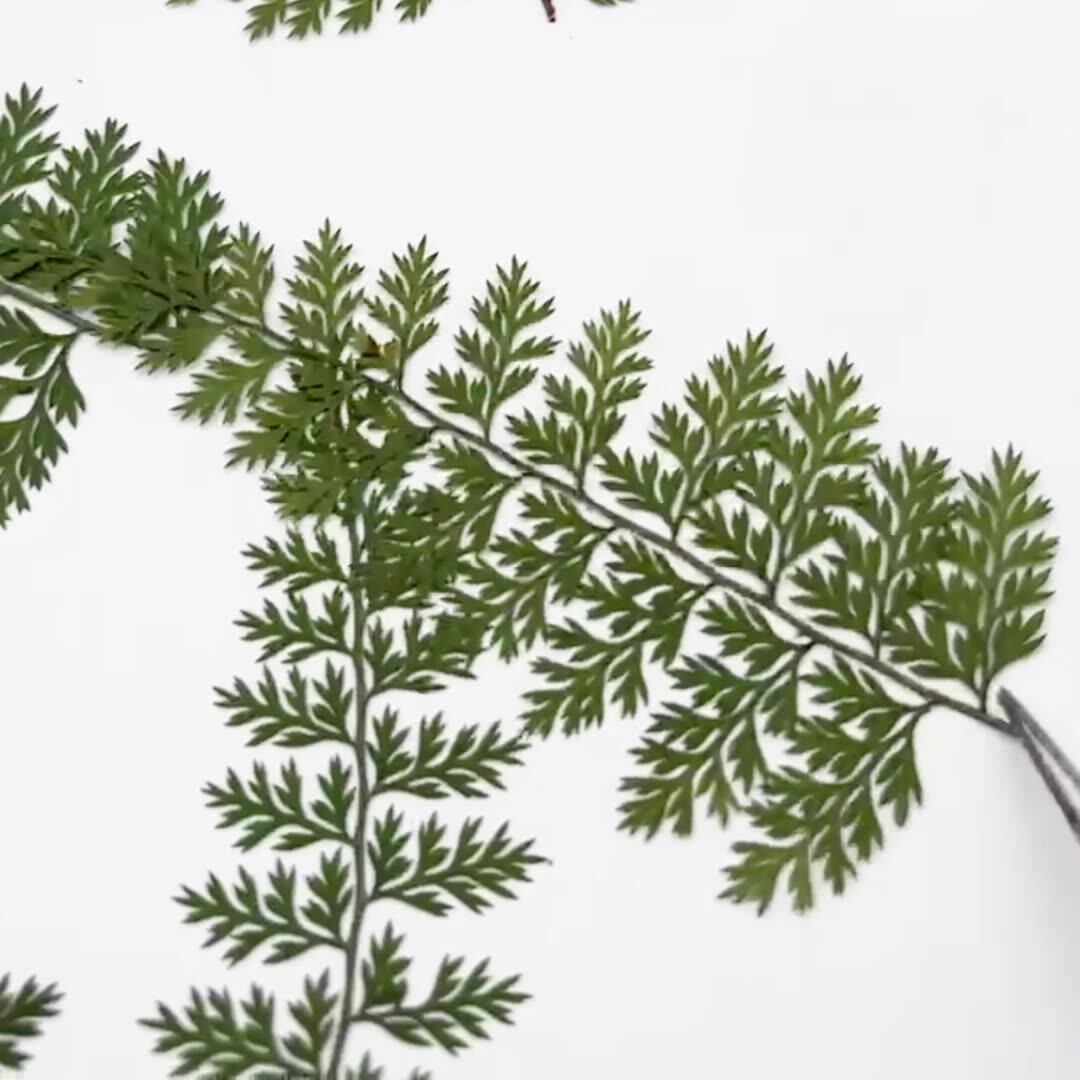 100Pcs Natural Rain Fern Leaf  - Resin Art Photo Frame review and price