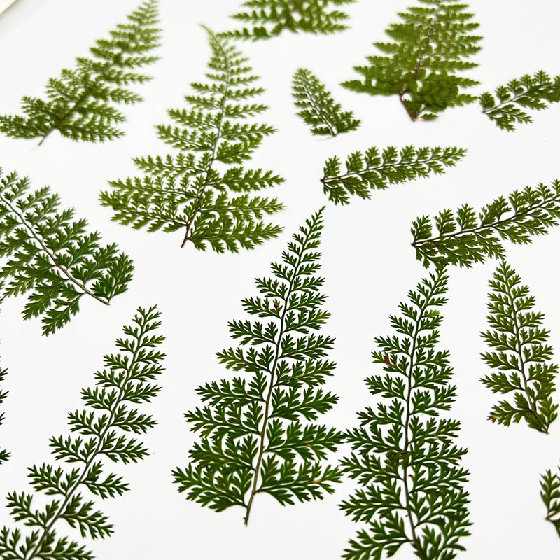 100Pcs Natural Rain Fern Leaf  - Resin Art Photo Frame review and price