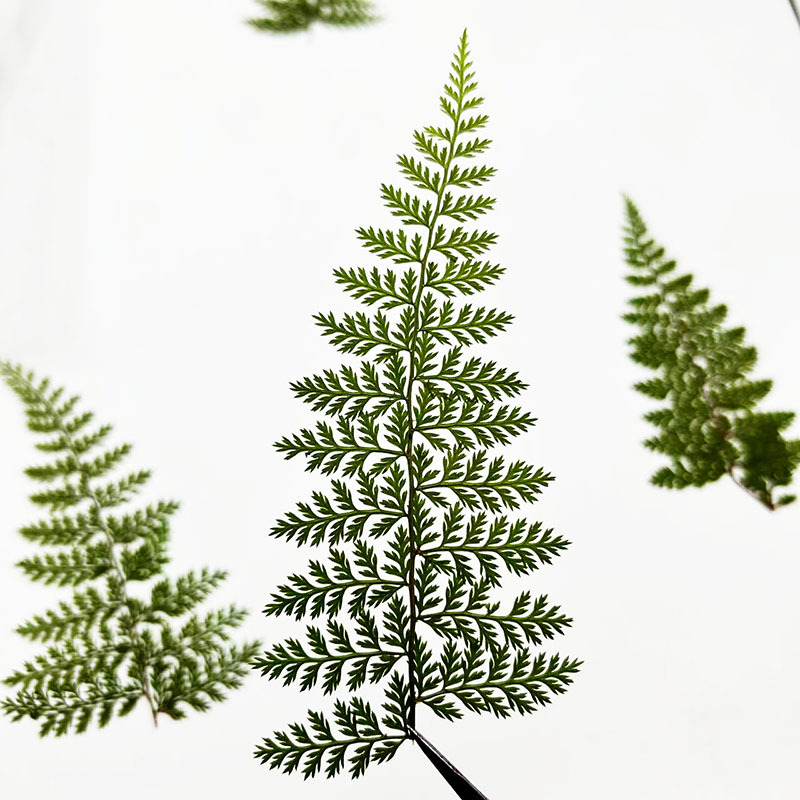 100Pcs Natural Rain Fern Leaf  - Resin Art Photo Frame review and price